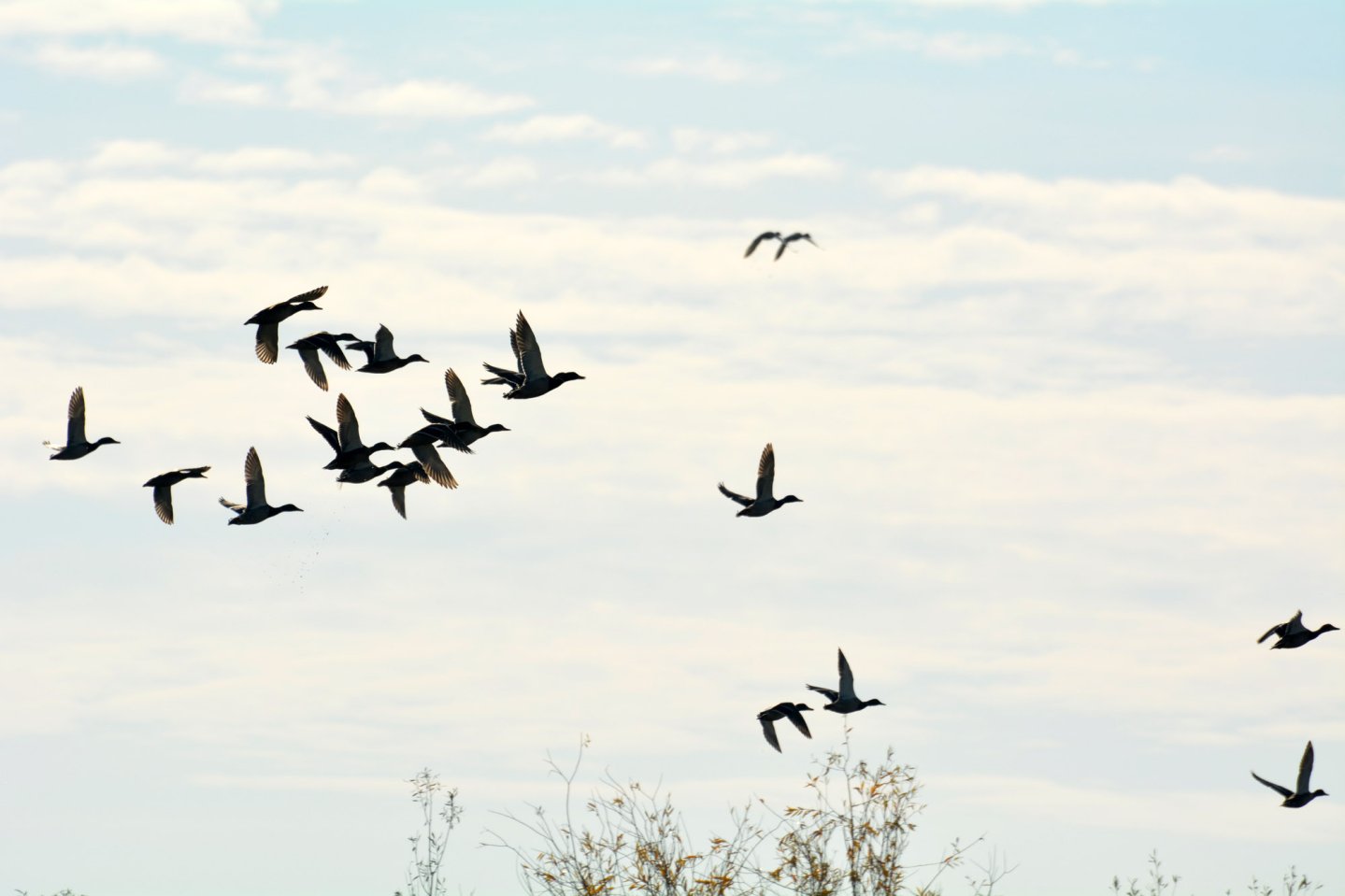 Caccia e gestione del territorio Caccia e gestione del territorio