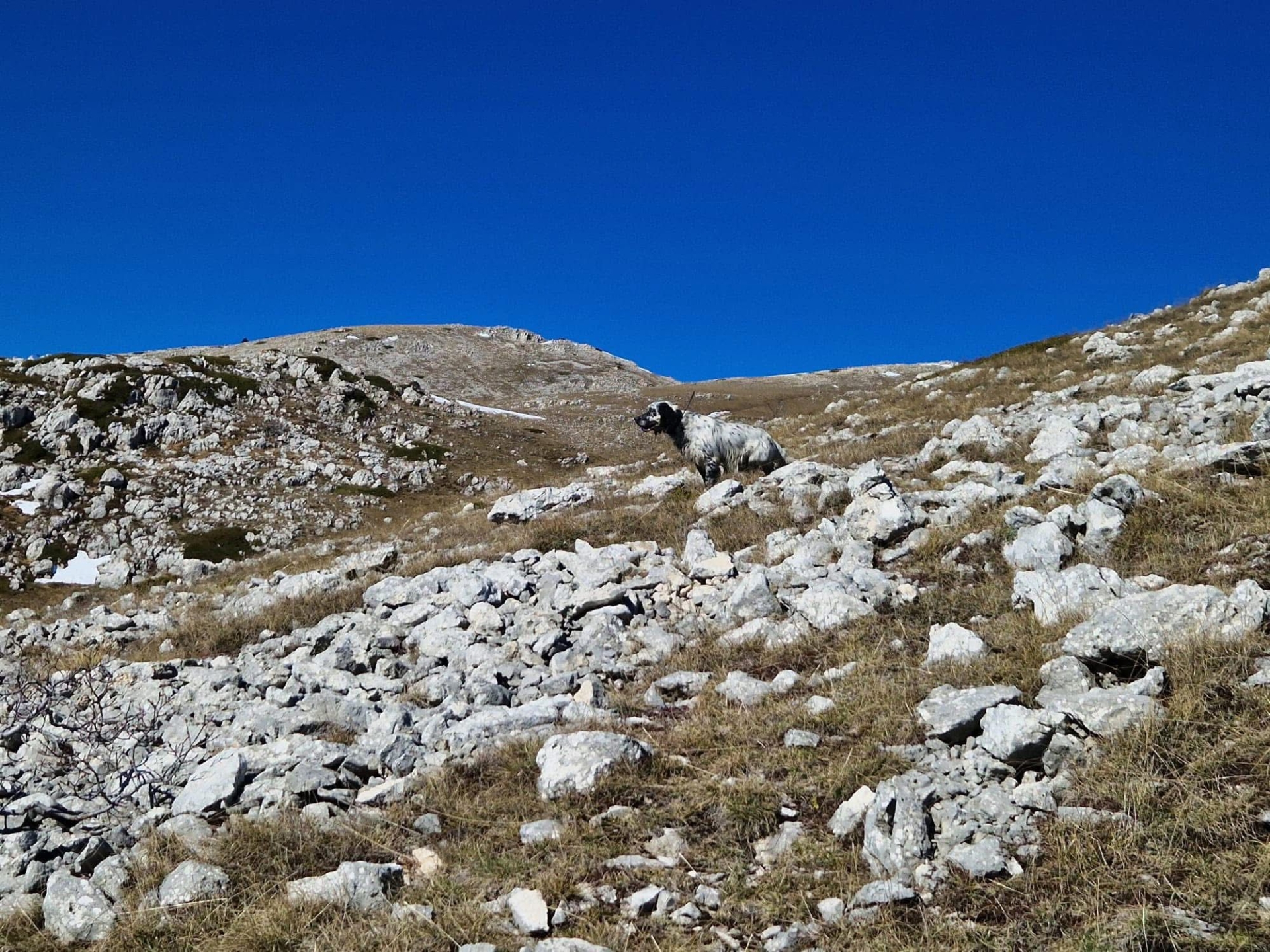 caccia-alle-coturnici: Coturnice in Italia: la gestione e la caccia in Abruzzo caccia-alle-coturnici: Coturnice in Italia: la gestione e la caccia in Abruzzo