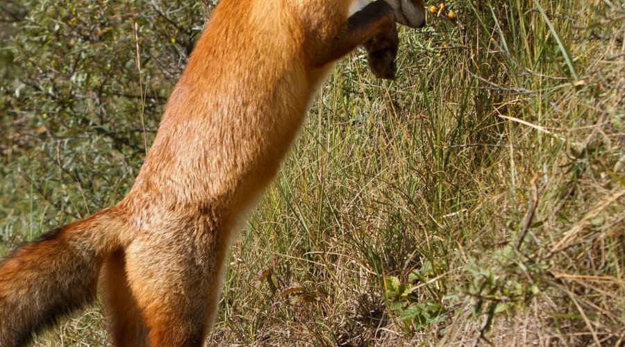 Gestione fauna opportunista