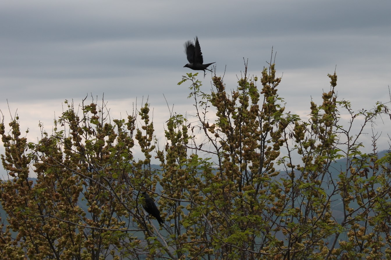 tecnica: Caccia e gestione delle specie opportuniste...