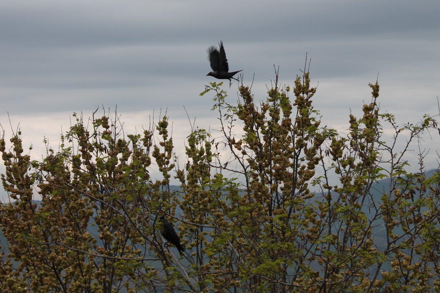 Gestione fauna opportunista