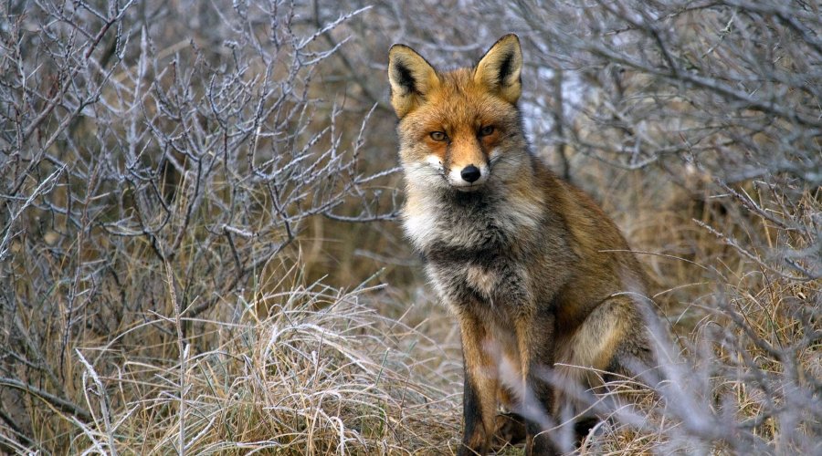 Gestione Fauna opportunista