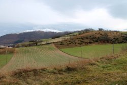 Gestione fagiano Gestione fagiano