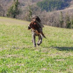 Caccia e gestione: stagione riproduttiva, come salvaguardare i selvatici nascituri Cane con preda