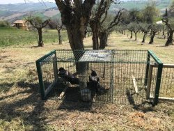 Caccia e gestione: stagione riproduttiva, come salvaguardare i selvatici nascituri Gabbie con esca