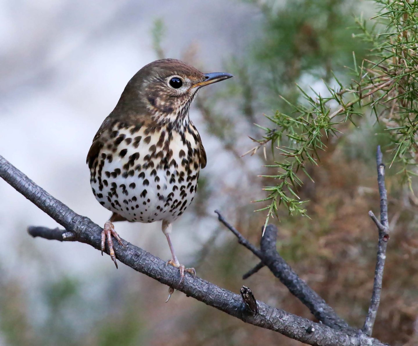 Convegno sul monitoraggio degli uccelli migratori  Convegno sul monitoraggio degli uccelli migratori