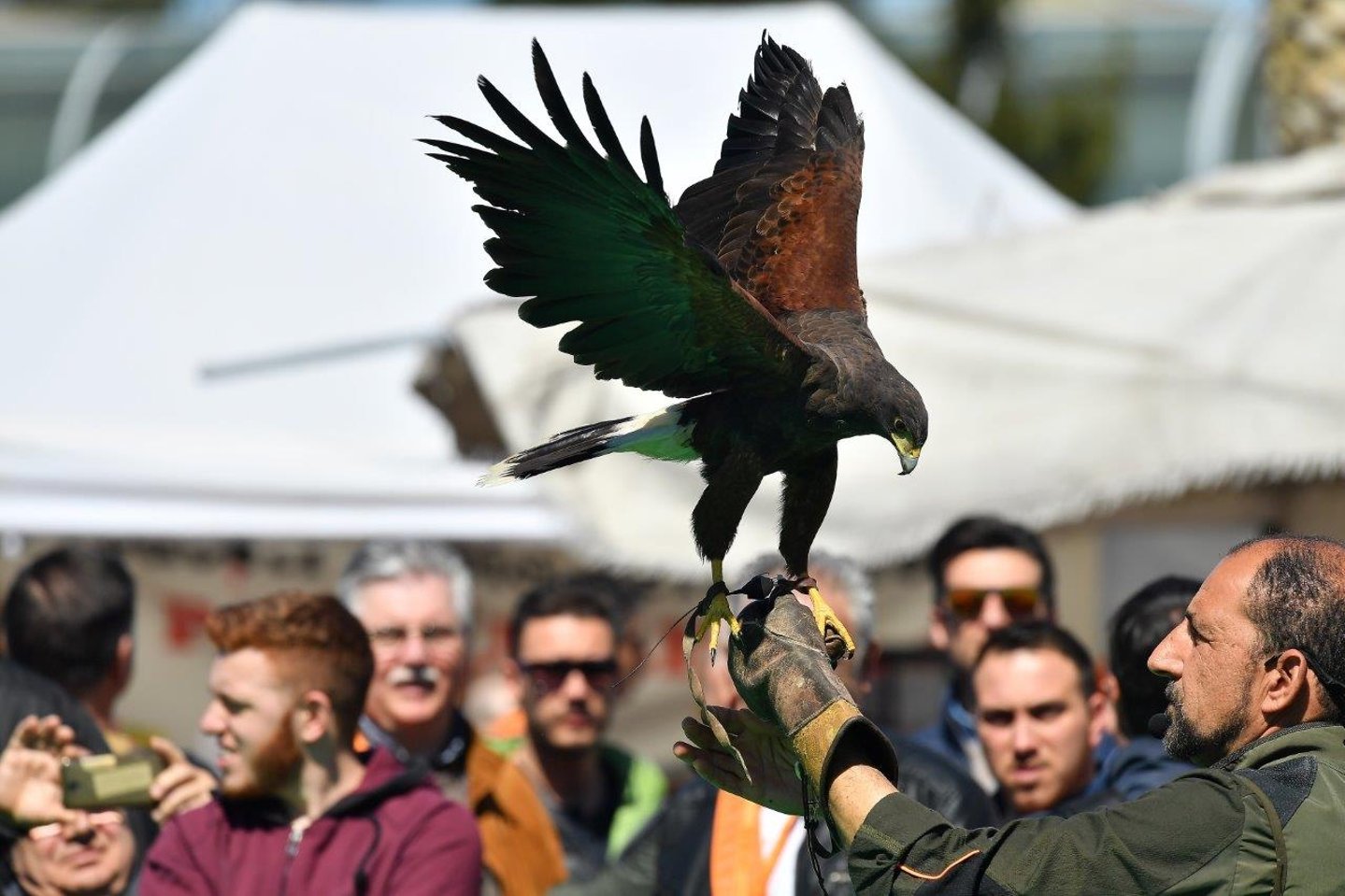 Falconeria Hunting Show Sud