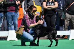 Hunting Show Sud 2018, il salone della caccia, del tiro sportivo e della cinofilia venatoria. Dimostrazioni cinofile Hunting Show Sud
