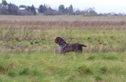 Caccia al beccaccino. Beccaccini che passione Cane in cerca