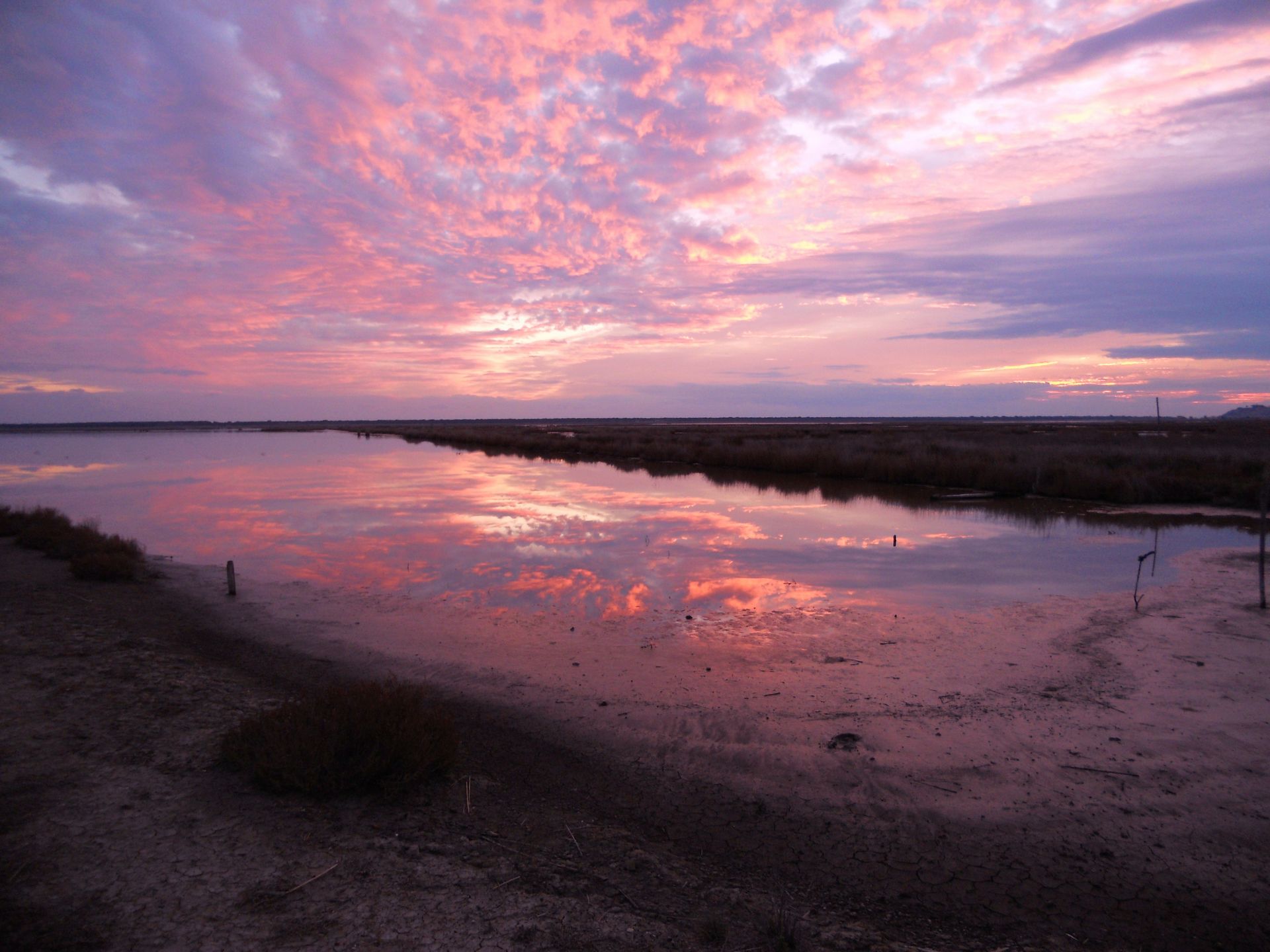 caccia-al-beccaccino: Caccia al beccaccino, l'esame finale del cane da ferma caccia-al-beccaccino: Caccia al beccaccino, l'esame finale del cane da ferma