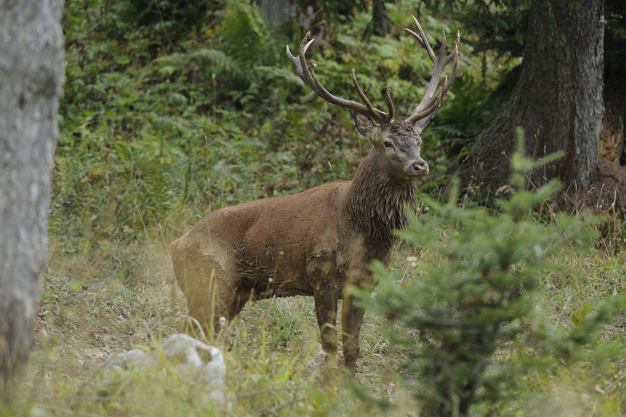 caccia-al-cervo: Il cervo nobile: biologia e caccia