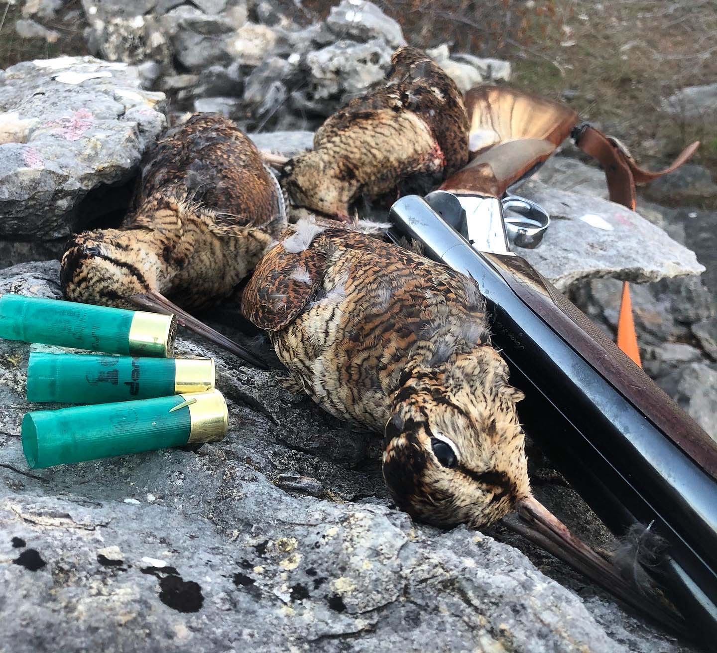 caccia-alle-beccacce: Beccacce “cattive”: ma è davvero cambiato il loro comportamento? caccia-alle-beccacce: Beccacce “cattive”: ma è davvero cambiato il loro comportamento?