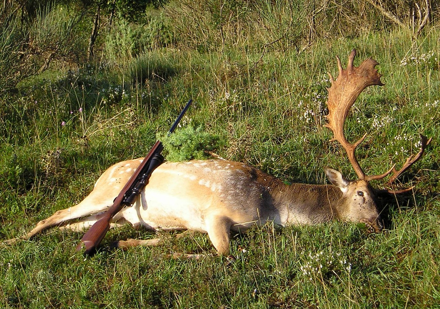 Caccia grossa in Europa: il daino Caccia grossa in Europa: il daino