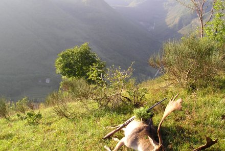 Caccia grossa in Europa: il daino Caccia grossa in Europa: il daino