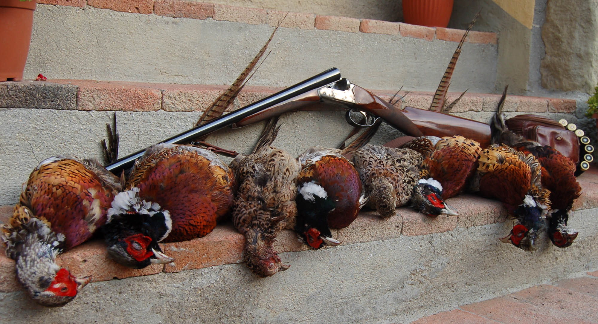 caccia: Caccia al fagiano