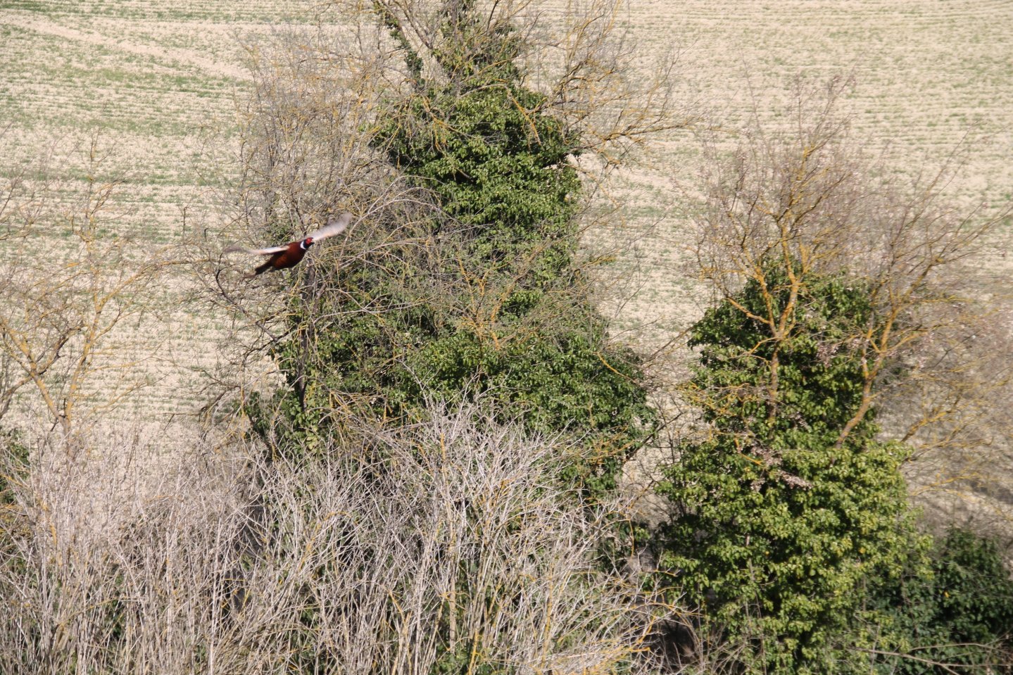 Il fagiano: corretta gestione di un grande selvatico Fagiano in volo