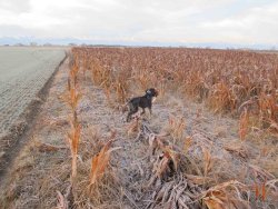 Cacciare il fagiano per conservarlo Cane