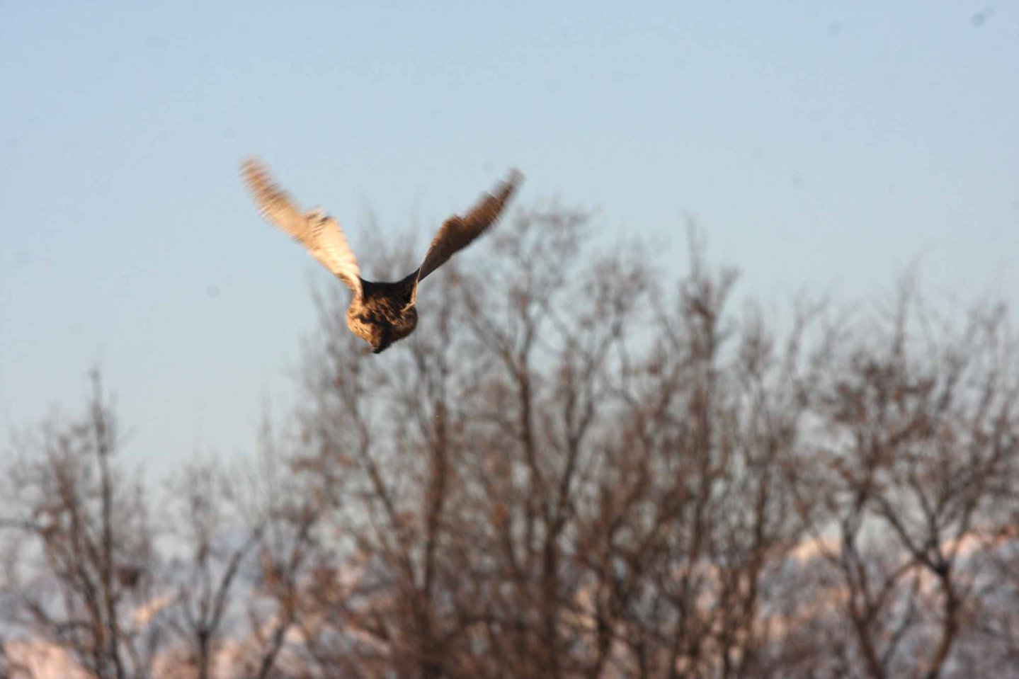 Cacciare il fagiano per conservarlo Fagiano in volo