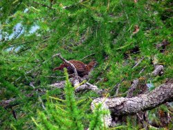Il gallo forcello: la sua biologia e le sue cacce Femmina di gallo forcello mimetizzata