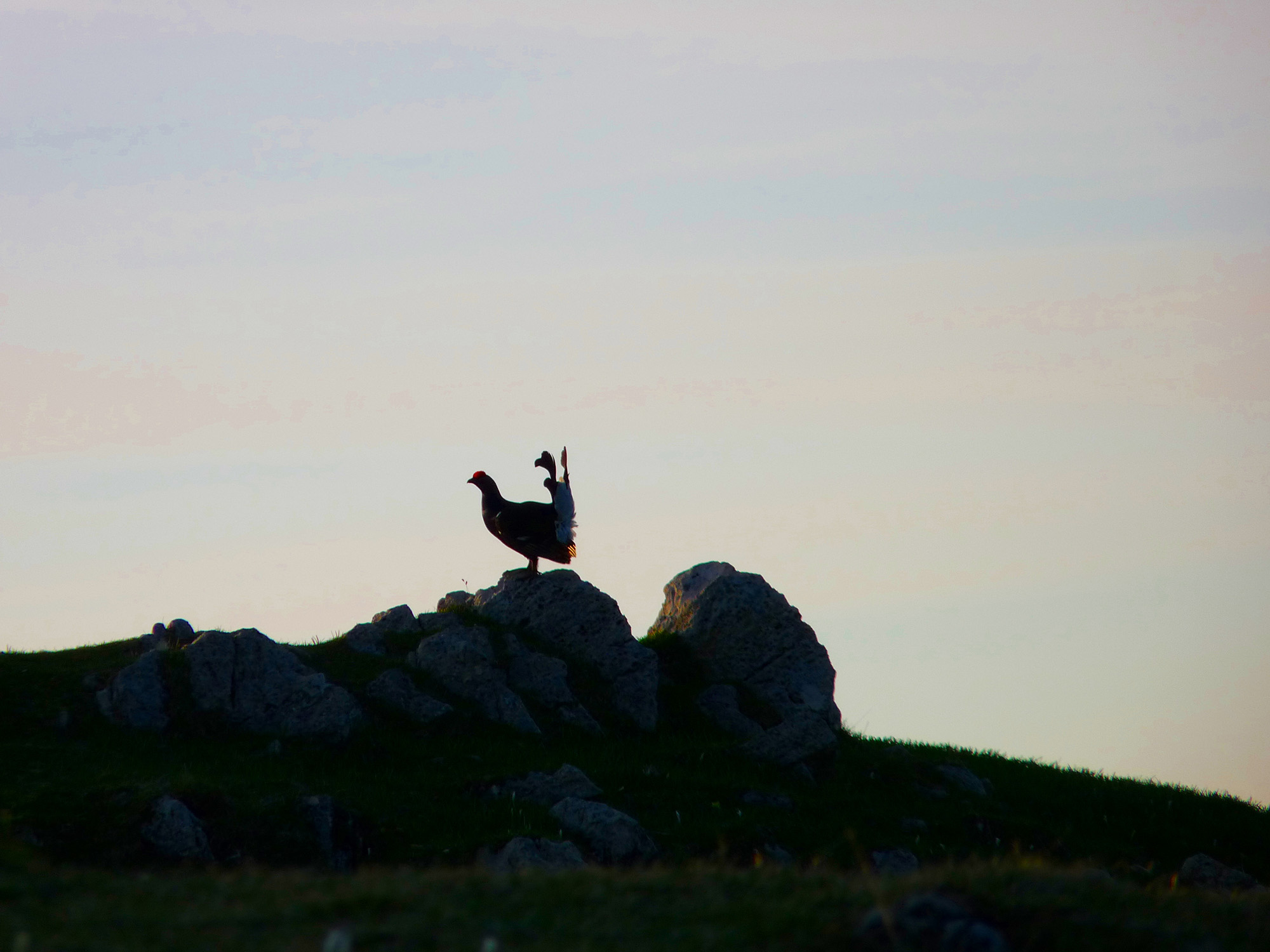 caccia-vagante: Il gallo forcello: la sua biologia e le sue cacce