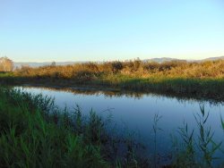 Il padule di Fucecchio zona paludosa a Fucecchio