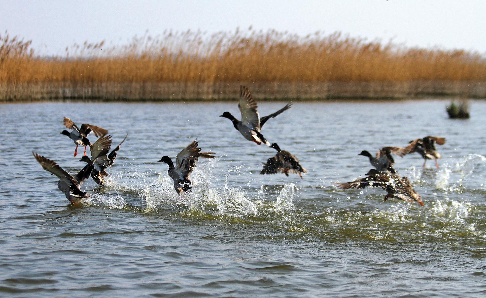 caccia-agli-acquatici: Il padule di Fucecchio caccia-agli-acquatici: Il padule di Fucecchio
