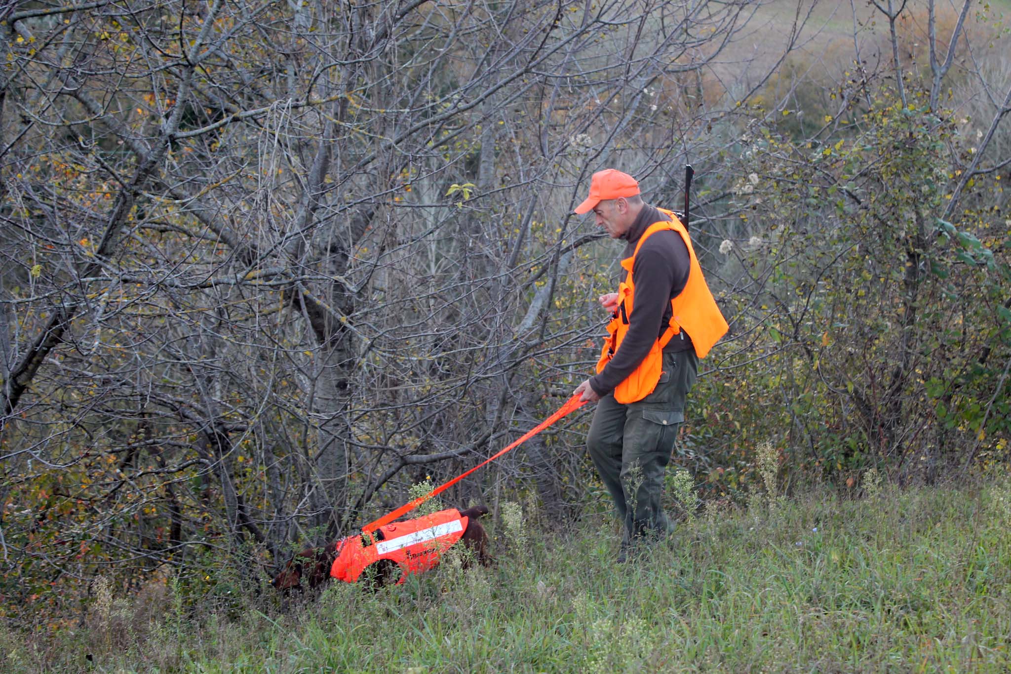 ungulati: Il recupero degli ungulati