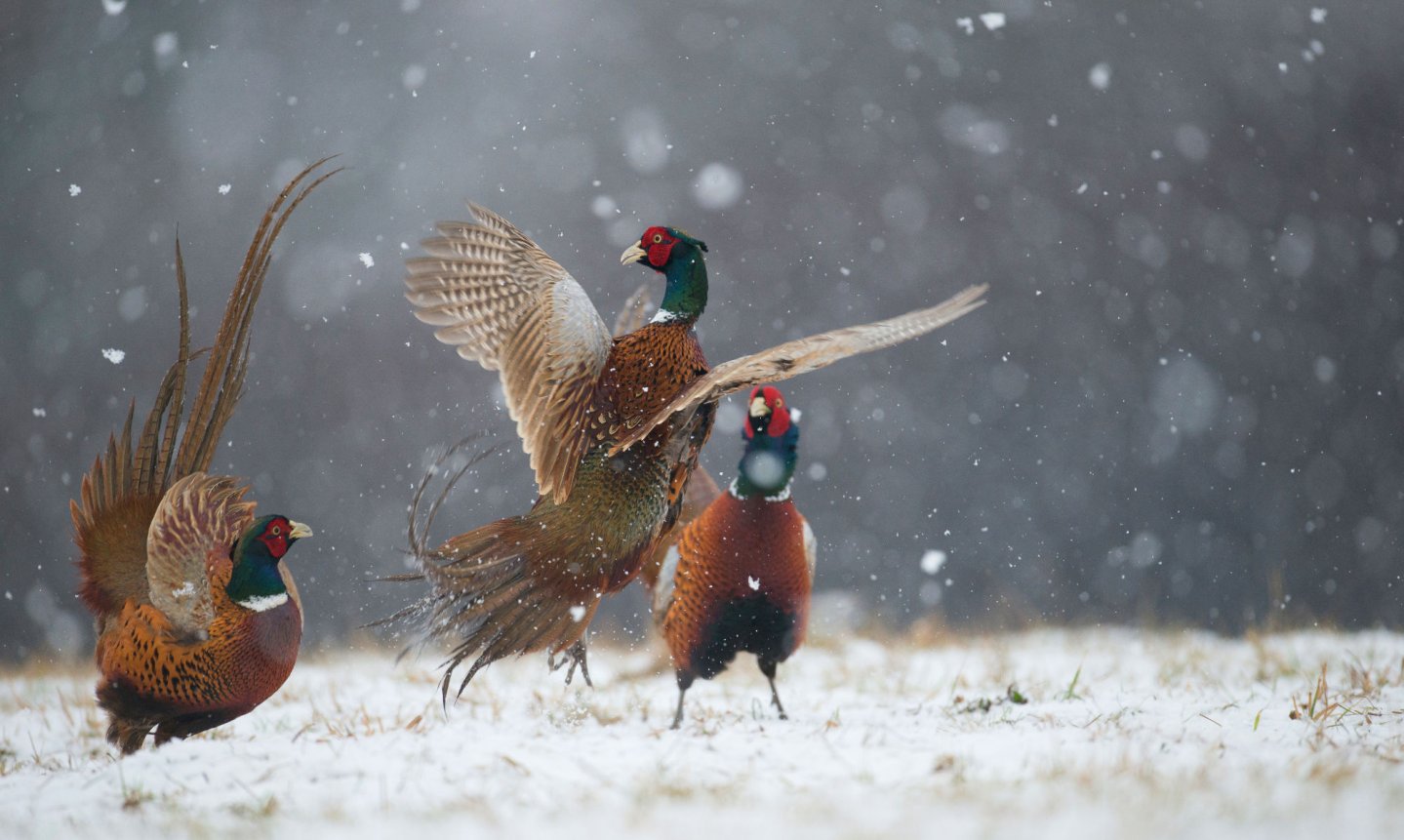 Tre fagiani nella neve