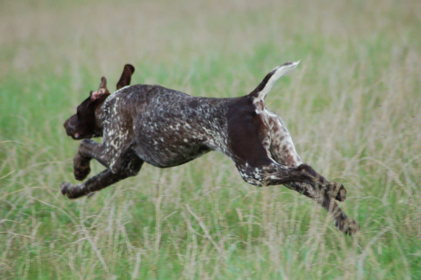 Caccia in collina con il cane da ferma
