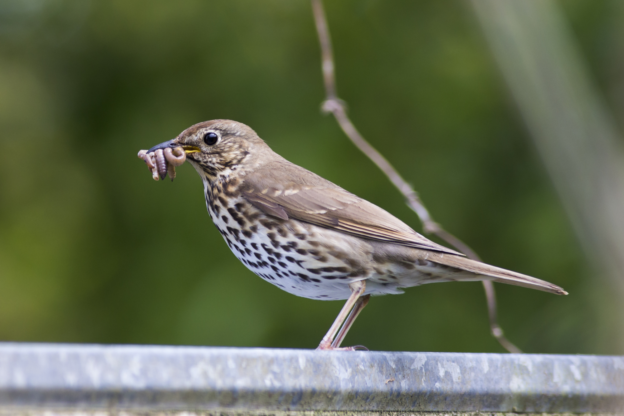 legislazione-venatoria: Comi, Briano, Galletti e i cacciatori intorno a un tavolo
