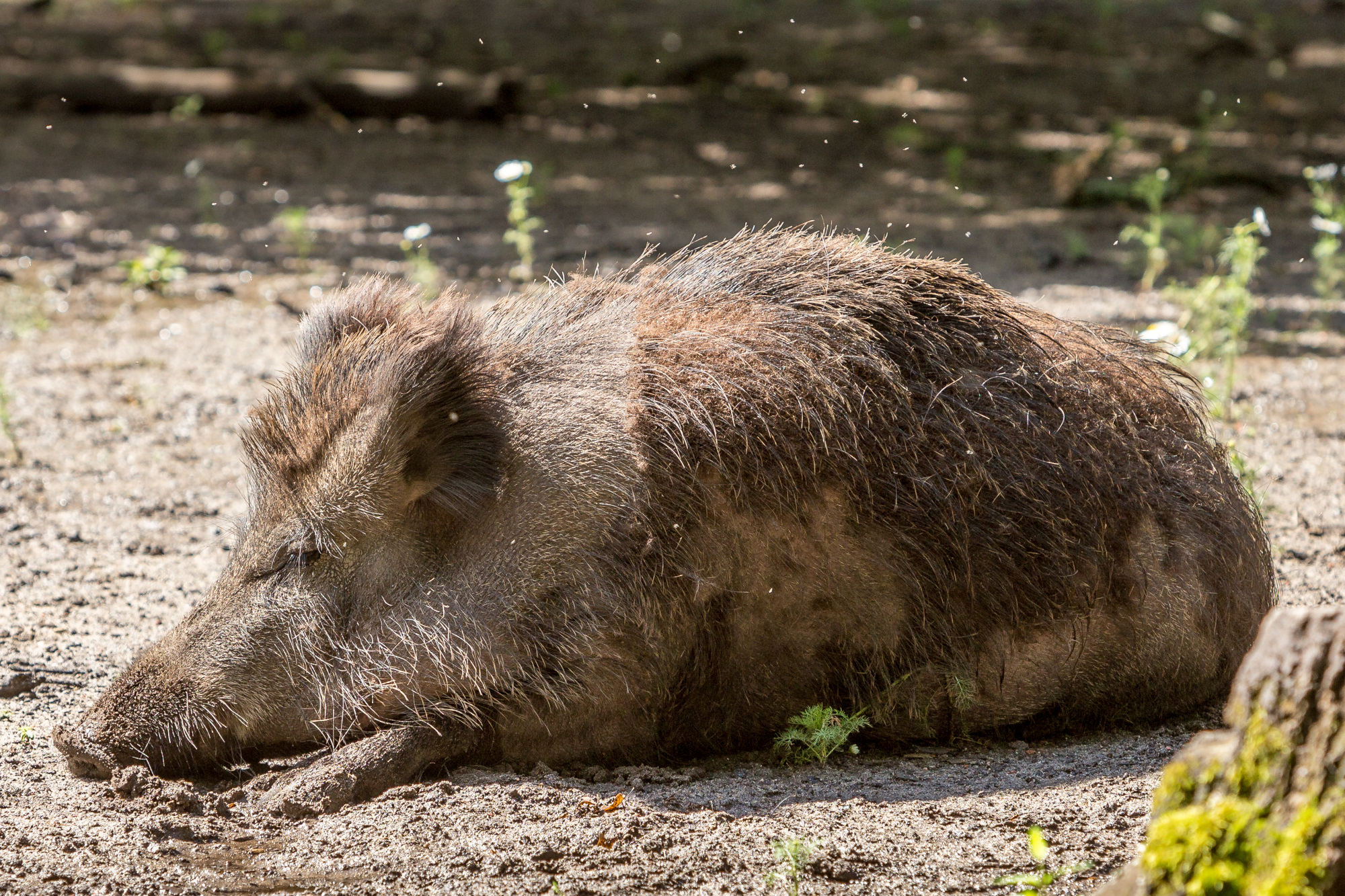 cinghiale: Le iniziative di contrasto all’emergenza cinghiali