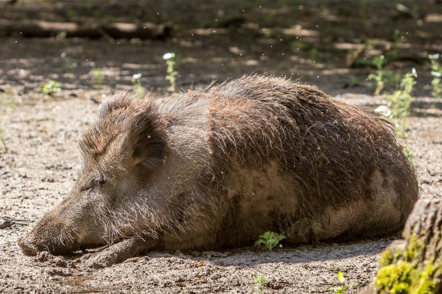 Iniziative Regioni contrasto emergenza cinghiali un cinghiale disteso su terreno brullo