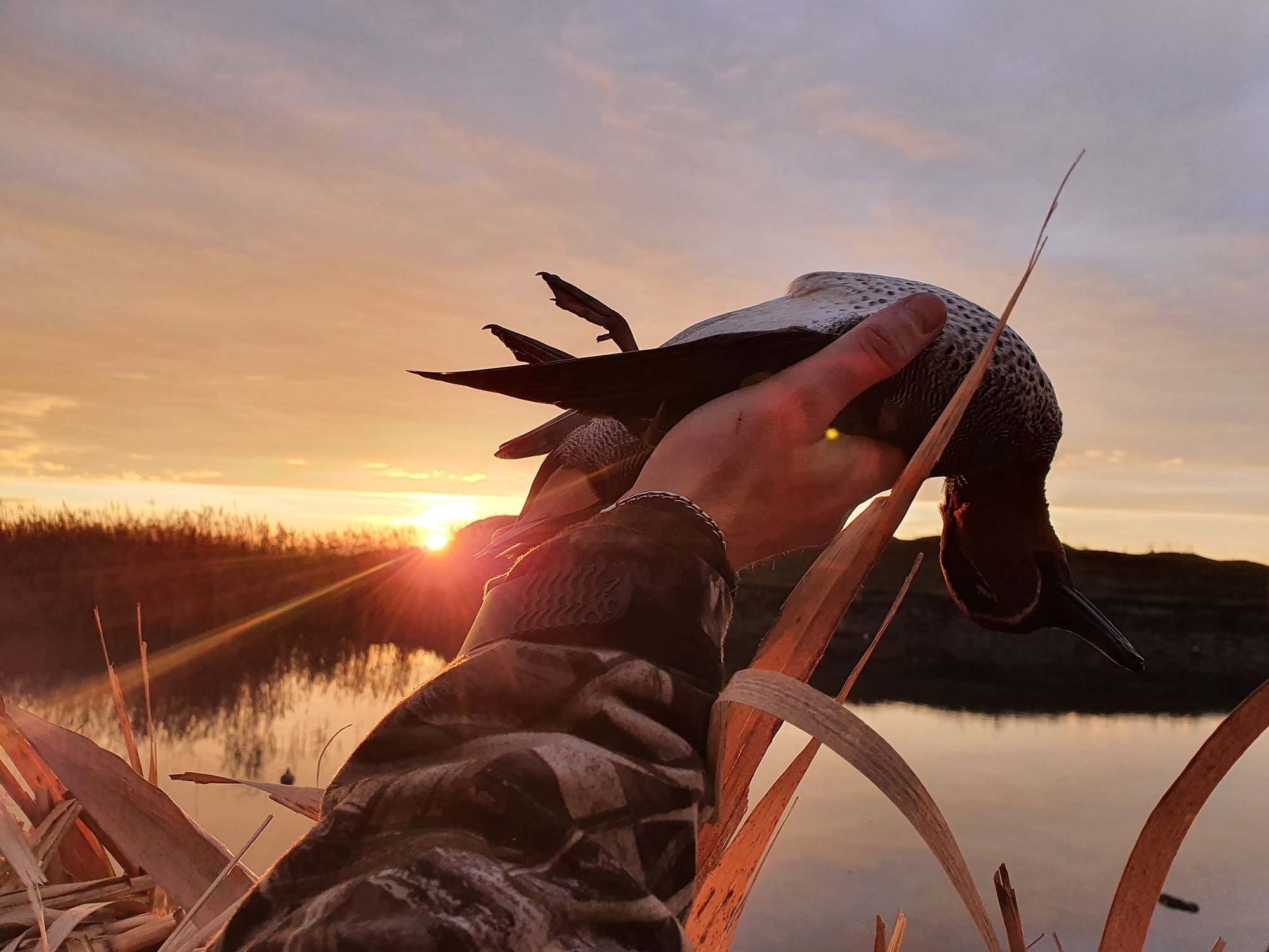 caccia: L’erba del vicino è sempre più verde...