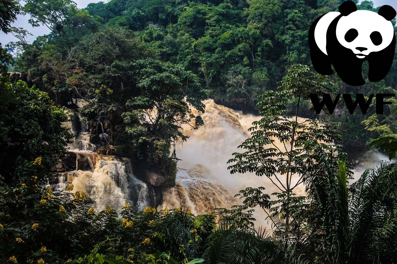 caccia: L'unione Europea sospende i propri finanziamenti alle attività del WWF a Messok Dja in Congo