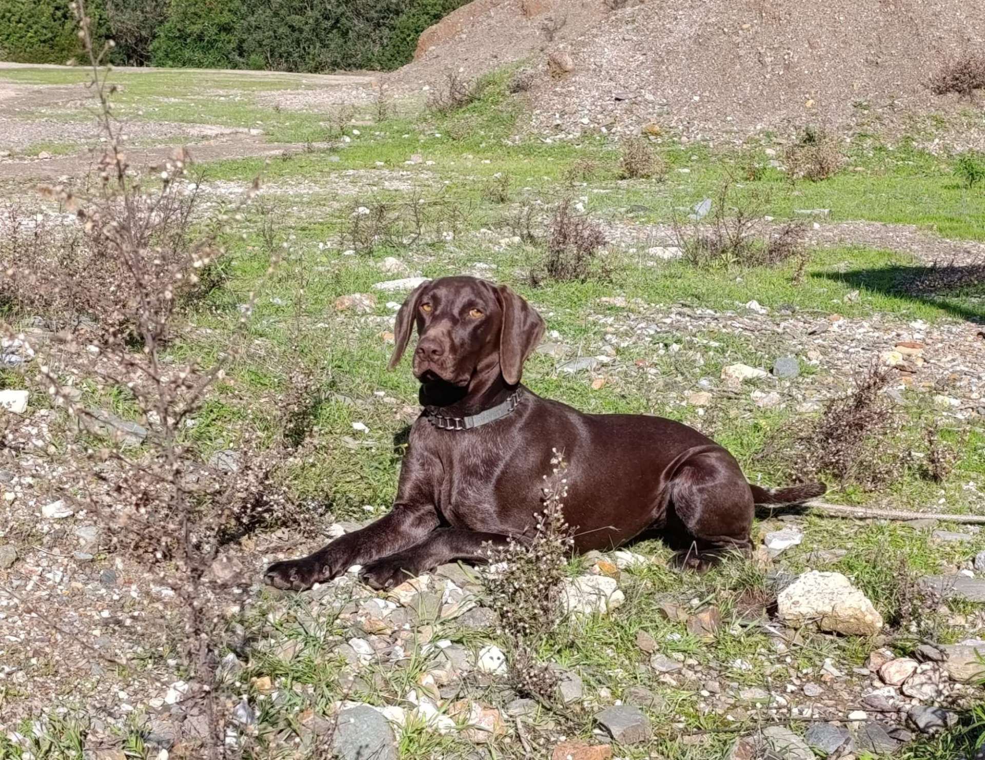 cultura-venatoria: La caccia e i cacciatori, un mondo complesso a rischio di estinzione: cosa fare?