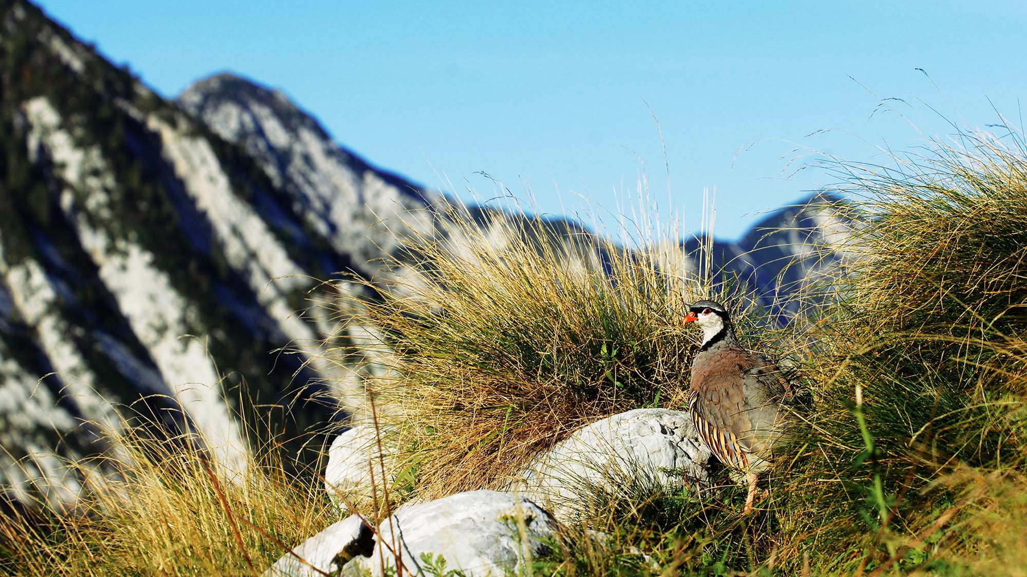 caccia-in-montagna: La coturnice: biologia e caccia caccia-in-montagna: La coturnice: biologia e caccia