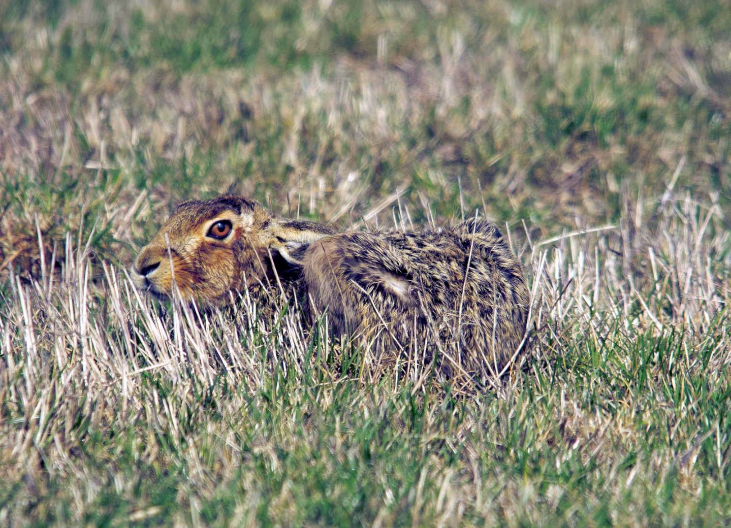 Caccia alla lepre Caccia alla lepre