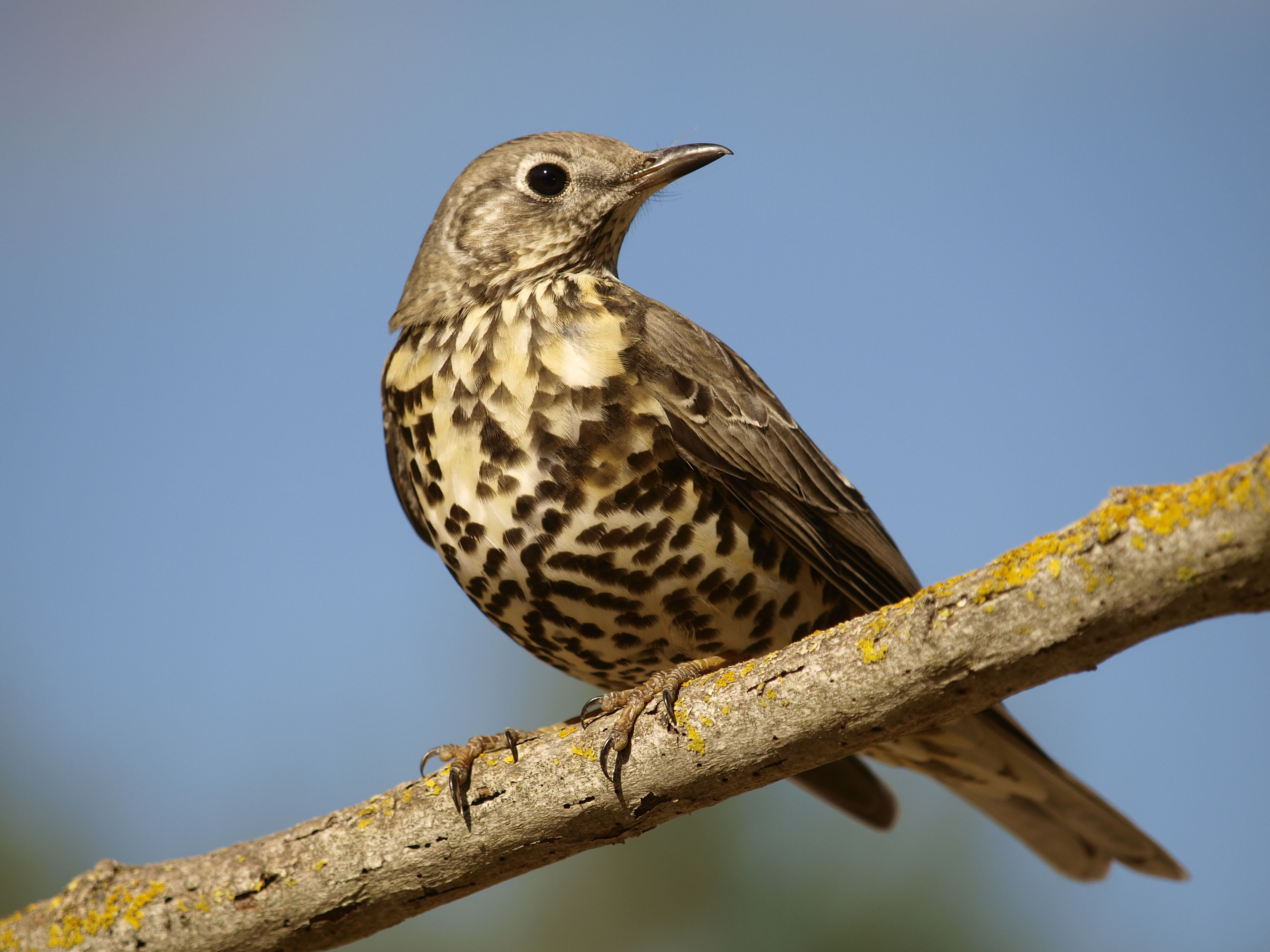 caccia: La migrazione diventa interessante