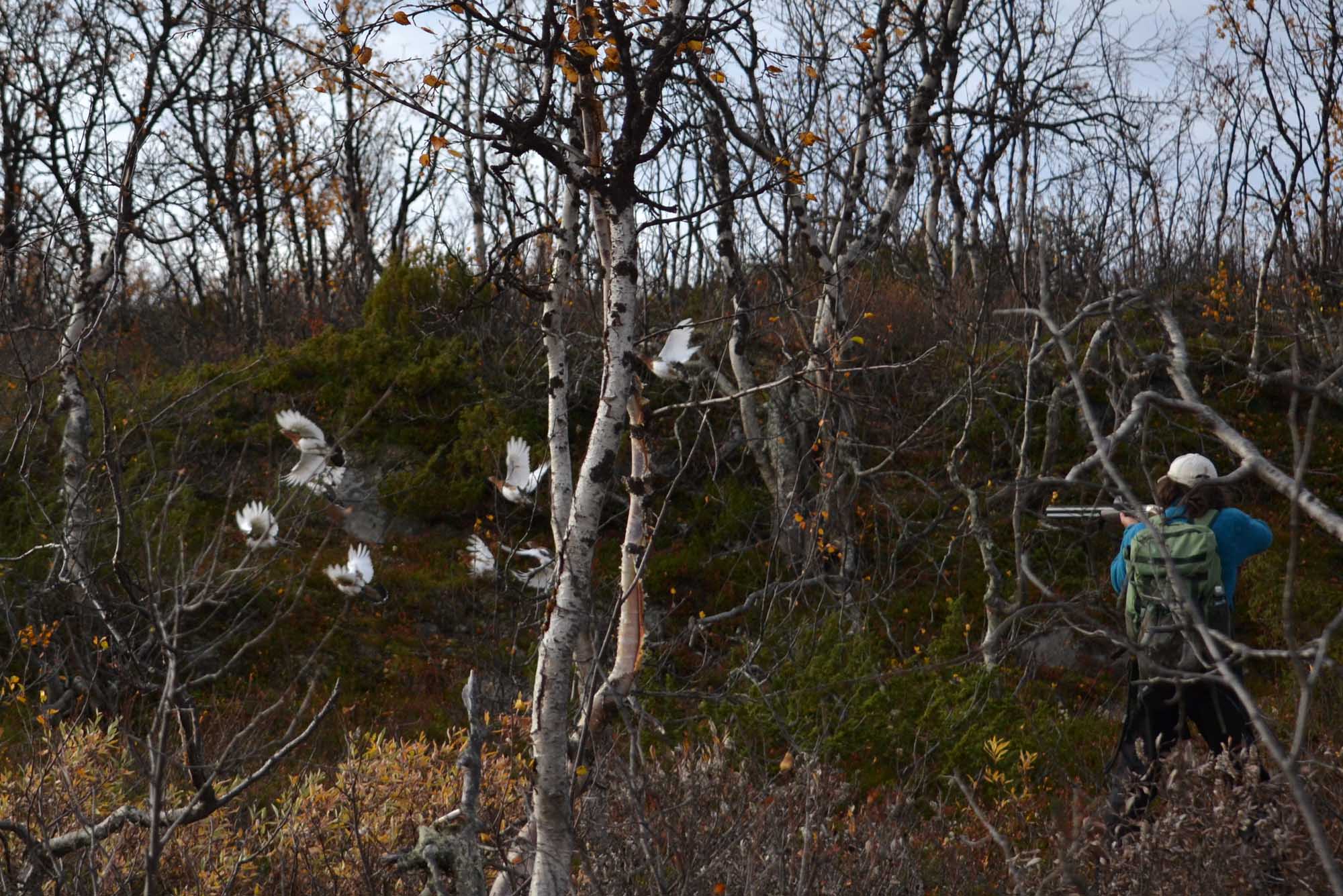 cncn-consorzio-nazionale-caccia-natura: La Norvegia ritorna all’uso del piombo nelle munizioni da caccia cncn-consorzio-nazionale-caccia-natura: La Norvegia ritorna all’uso del piombo nelle munizioni da caccia