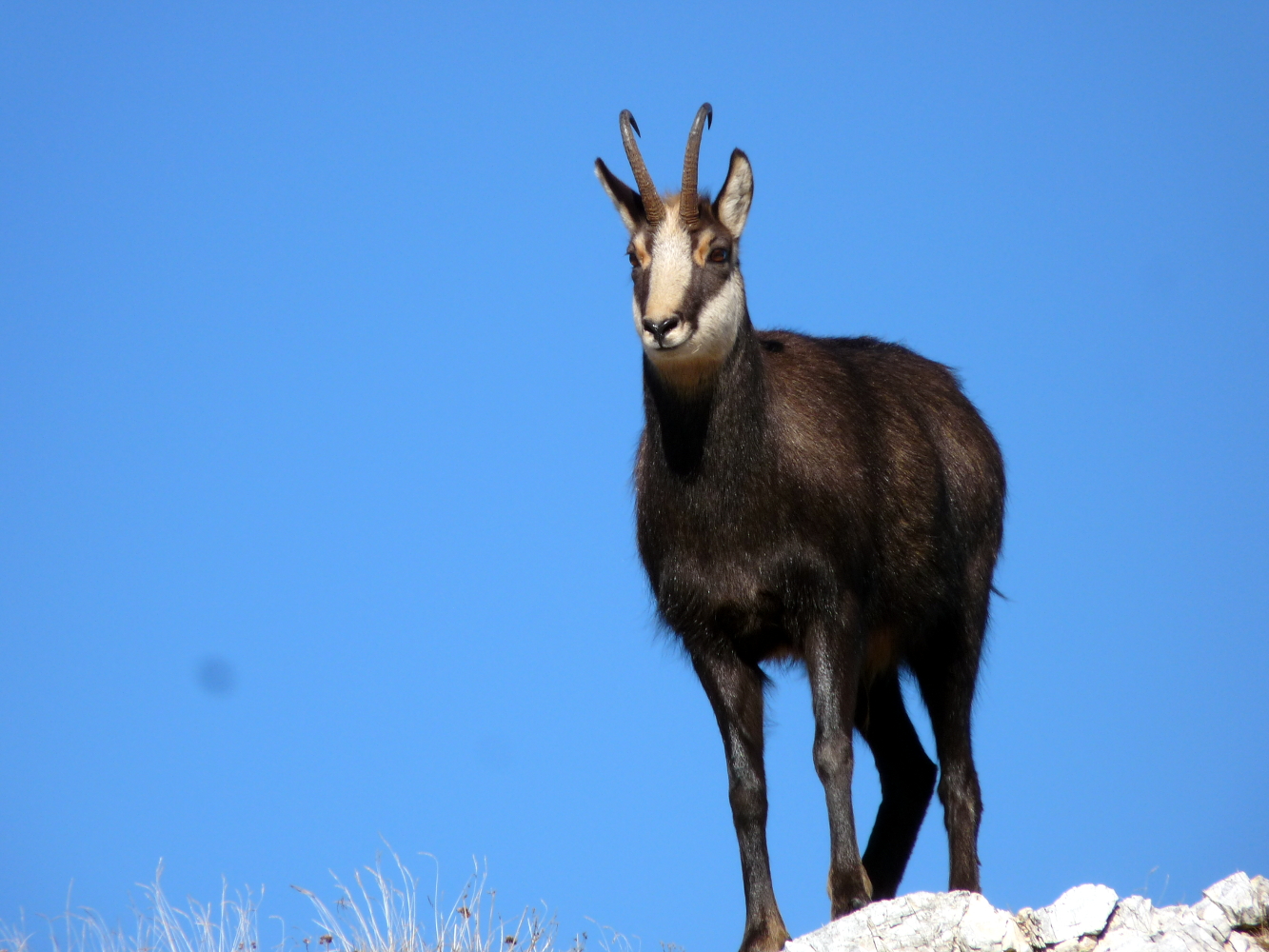 caccia-al-camoscio: La presenza del camoscio nelle Piccole Dolomiti: merito di genetica, gestione o alimentazione? caccia-al-camoscio: La presenza del camoscio nelle Piccole Dolomiti: merito di genetica, gestione o alimentazione?