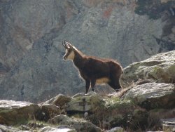 La presenza del camoscio nelle Piccole Dolomiti Femmina di camoscio