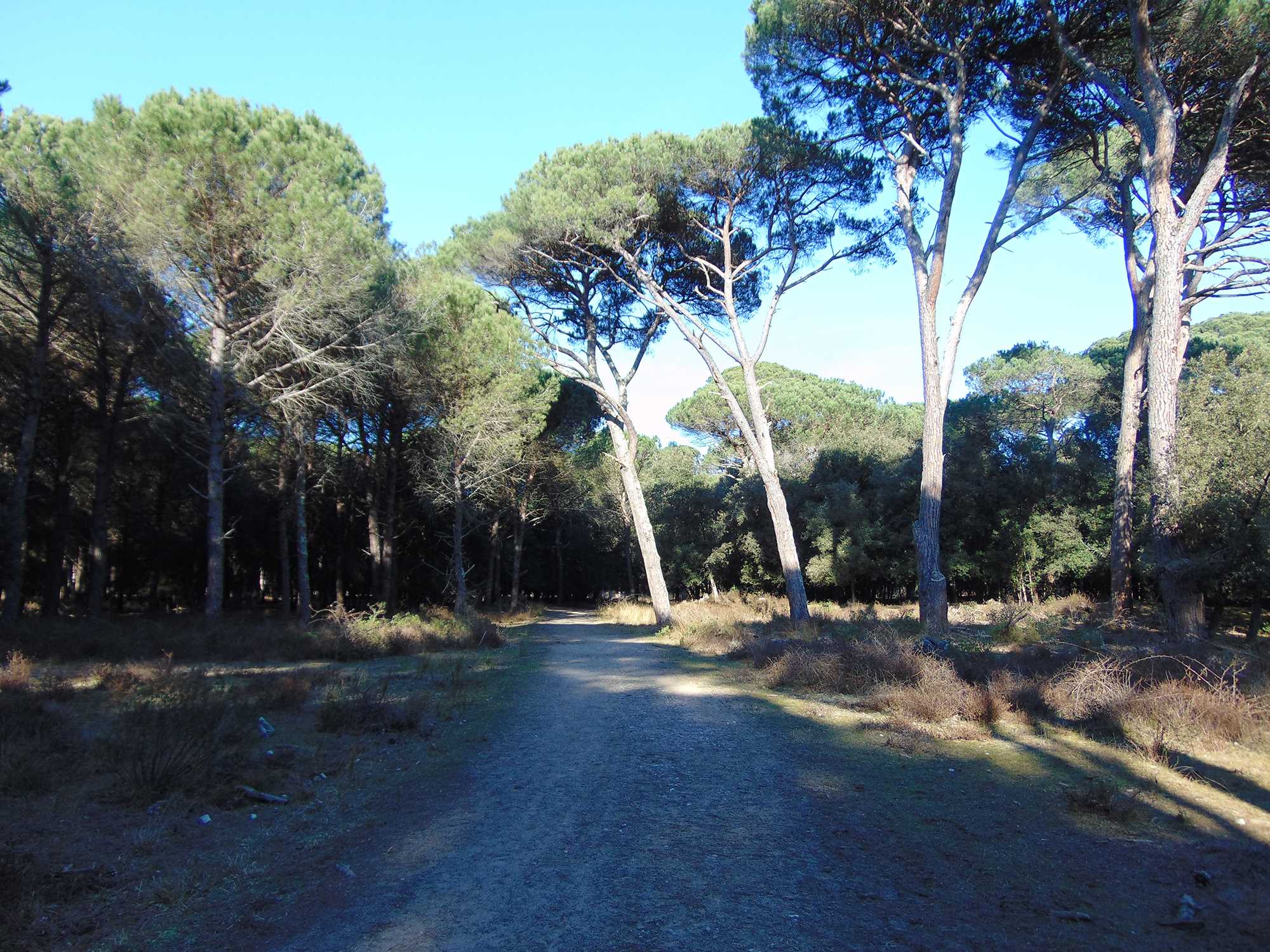 cultura-venatoria: La Tenuta di San Rossore