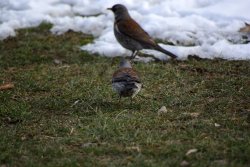 Caccia alle cesene Caccia alle cesene