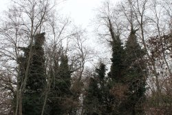 Caccia alle cesene  Caccia alle cesene