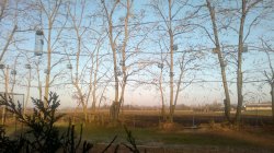 Caccia alle cesene Caccia alle cesene