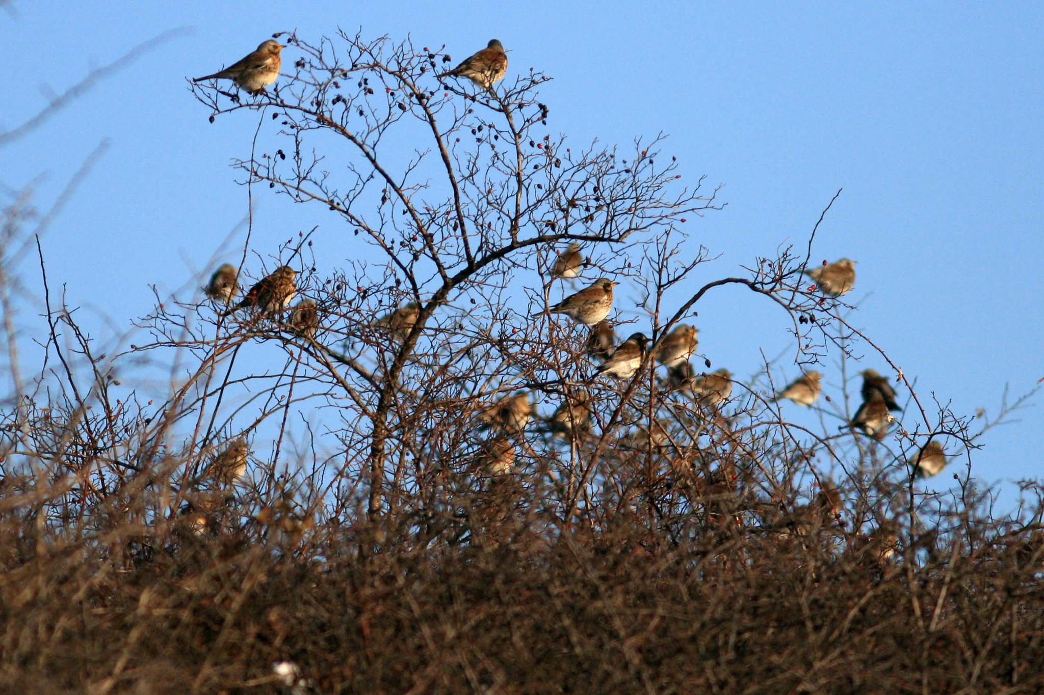 caccia: Caccia alle cesene