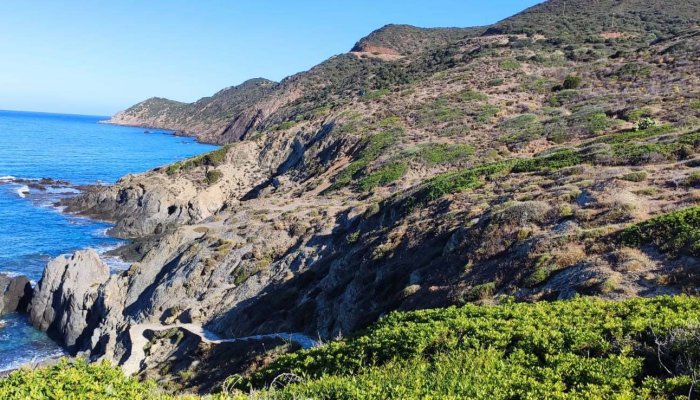 caccia: Sardegna: maestose pernici in volo tra mirti in fiore e salicornia