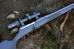 Le reazioni del cinghiale ferito all'impatto del proiettile Fucile con ottica