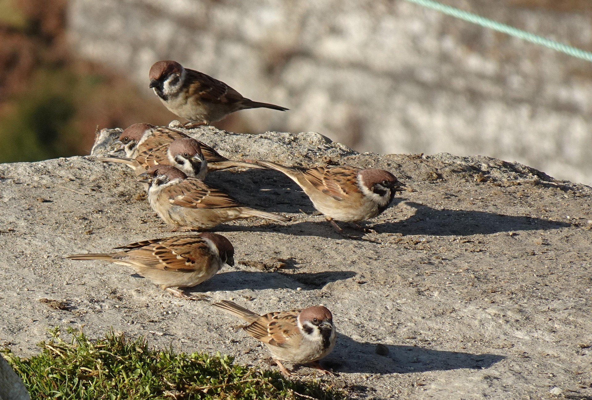 caccia: Le specie selvatiche non cacciabili stanno scomparendo dalle campagne italiane. A dimostrarlo, i dati della stessa LIPU
