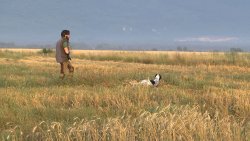 Vuoi le starne? Ama il contadino e il territorio (poi, sparale il meno possibile, per niente è meglio)! Addestramento cani da ferma